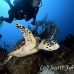 turtle_sea_hawksbill_ccrhr_gc_h_0074_cay1360.jpg